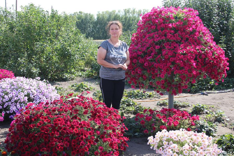 Надежда Хиль из Новоильинки выращивает более ста пятидесяти сортов петуний