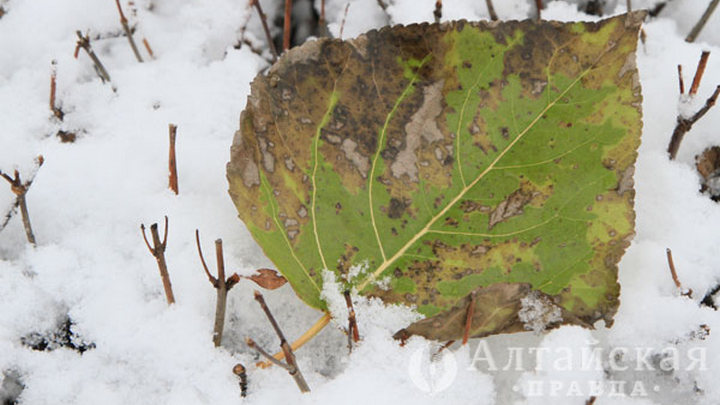Штормовая погода со снегом накрыла Алтайский край