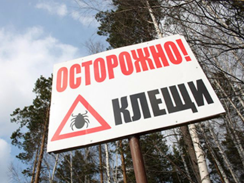 За неделю клещи покусали более тысячи человек Алтайском крае За неделю клещи покусали более тысячи человек Алтайском крае