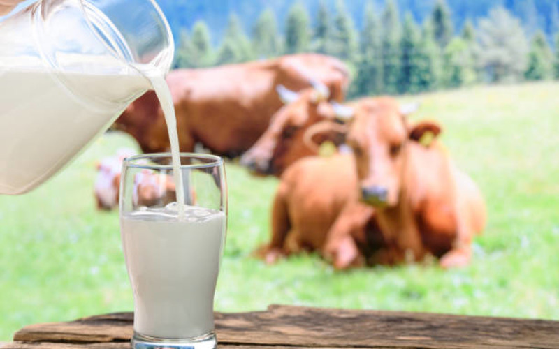 Более 600 миллионов рублей направят в Алтайском крае на субсидирование производства молока