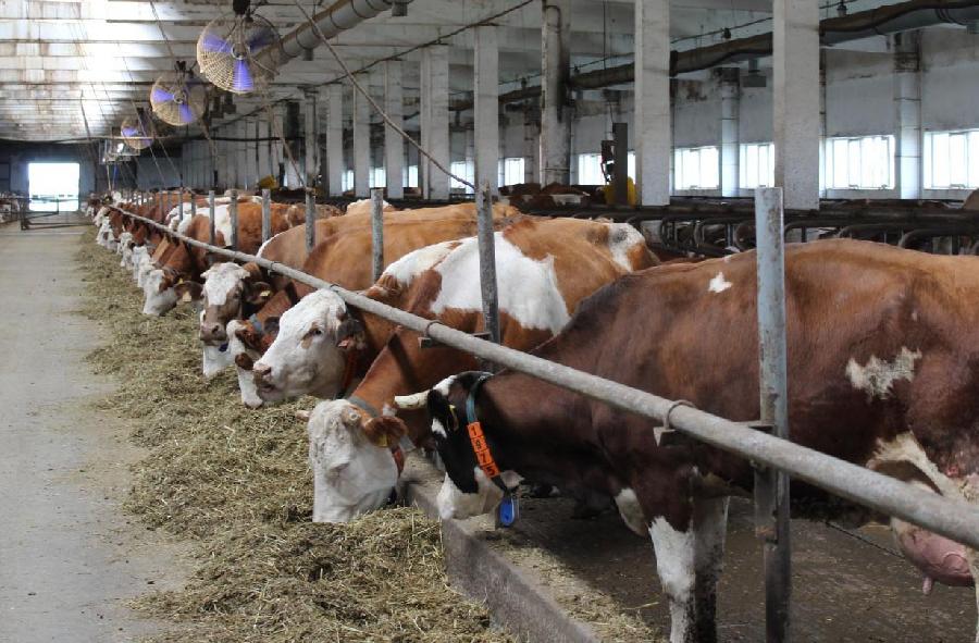 В Хабарском районе среднесуточный надой на фуражную корову на 3,6 кг молока больше, чем в среднем по краю
