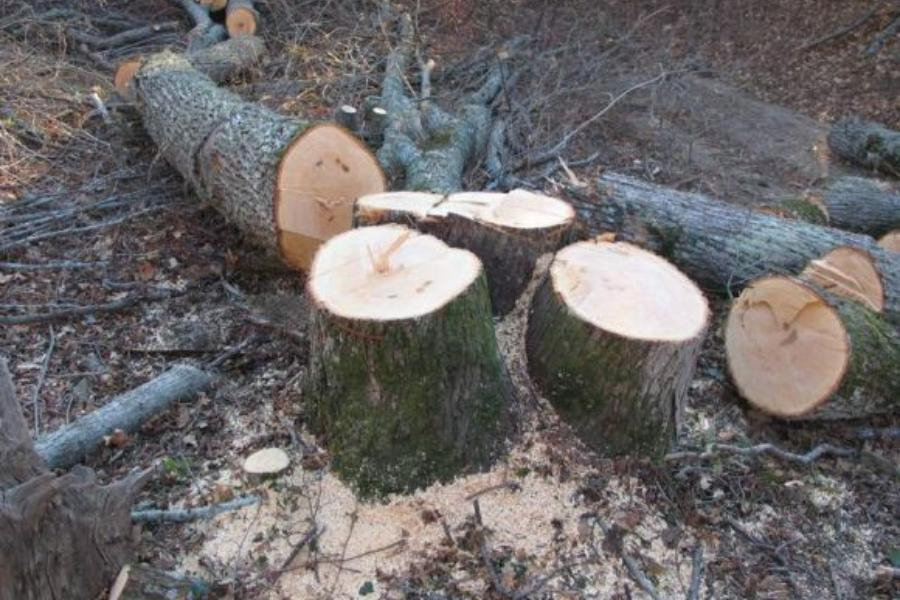 По фактам незаконной рубки деревьев в Хабарском районе возбуждены уголовные дела