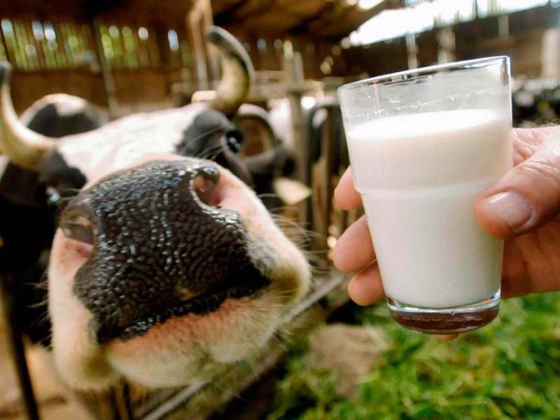 В Алтайском крае определили районы-лидеры по валовому производству молока