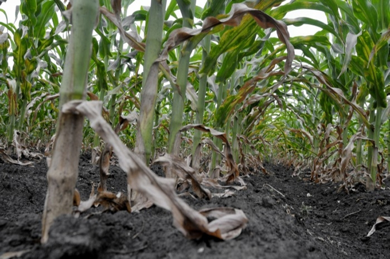 Более 200 алтайских хозяйств пострадали из-за засухи 
