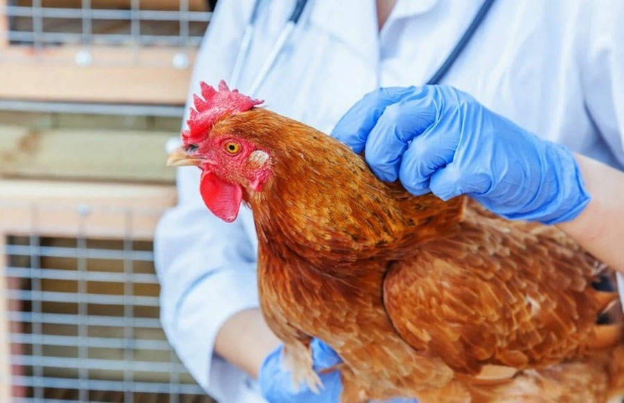 Об угрозе заноса и распространения возбудителя высокопатогенного гриппа птиц на значительной территории РФ