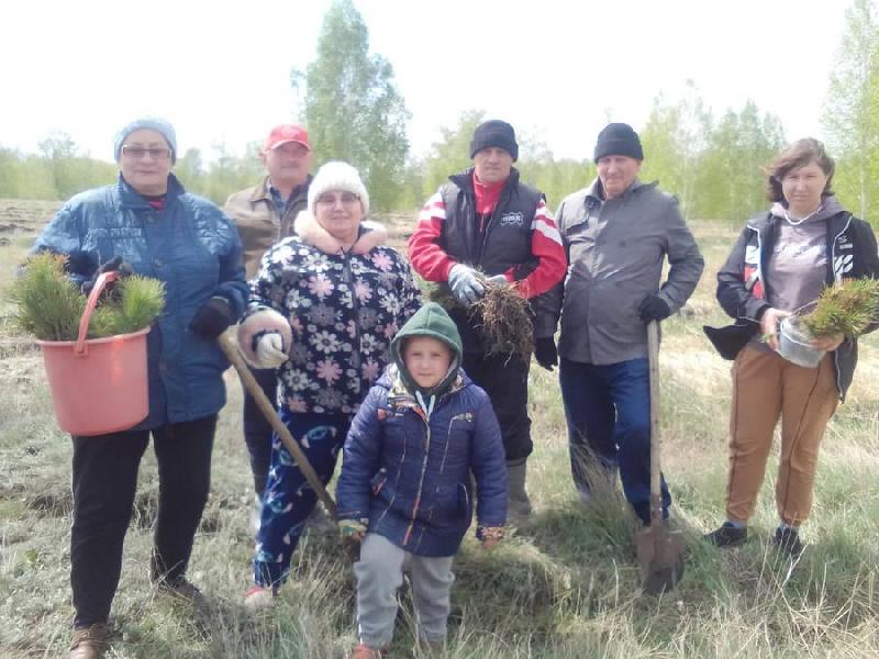 Волонтёры Хабарского района высадили 500 саженцев кедра