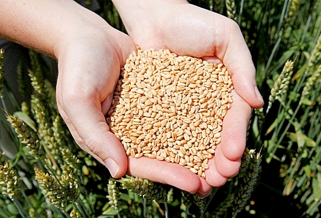 В хозяйствах, проверенных Управлением Россельхознадзора по Алтайскому краю и Республике Алтай в 2019 году, 13 % полей засевалось несортовыми семенами