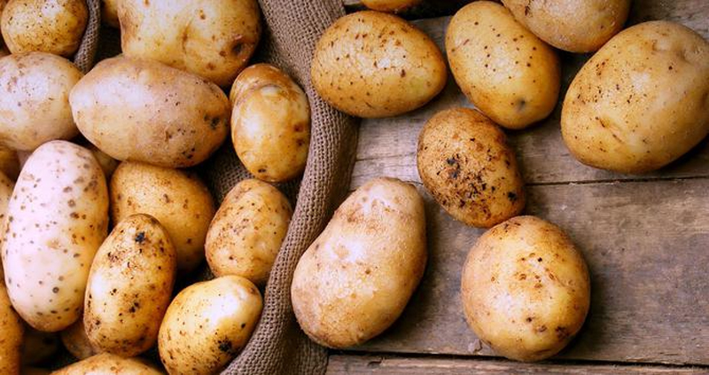 Предупредить ущерб от карантинных вредителей и болезней картофеля