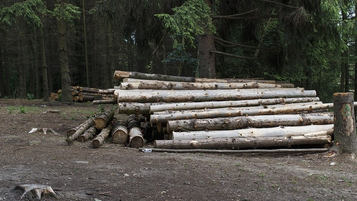 Двое мужчин и подросток незаконно вырубили лес в Алтайском крае на 100 тысяч рублей