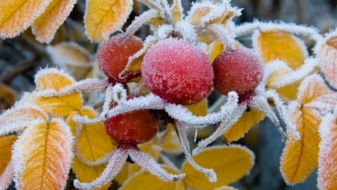 Жителей Алтайского края предупреждают о заморозках
