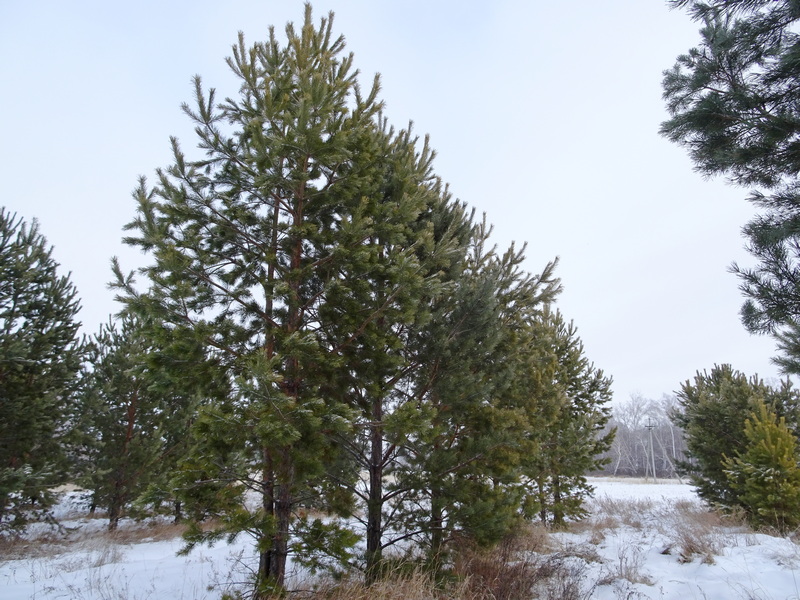 Перед Новым годом в крае усилена охрана хвойных деревьев