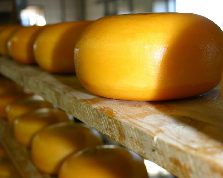 В Алтайском крае работает 48 предприятий по производству сыра
