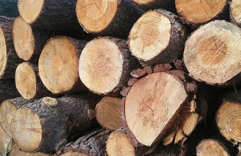 С 1 января 2022 года вводится запрет на вывоз из Российской Федерации необработанной и грубо обработанной древесины