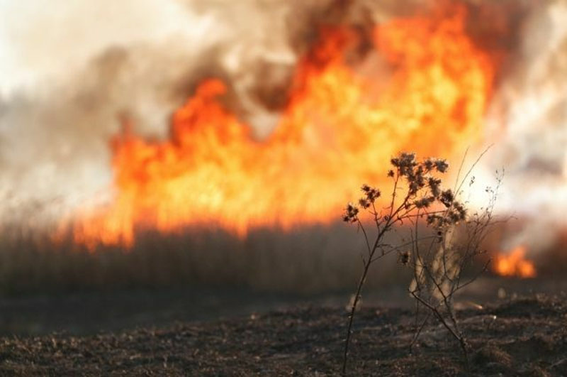 В Алтайском крае в период со 3 по 5 августа местами сохранится высокая пожароопасность (4 класс горимости) 