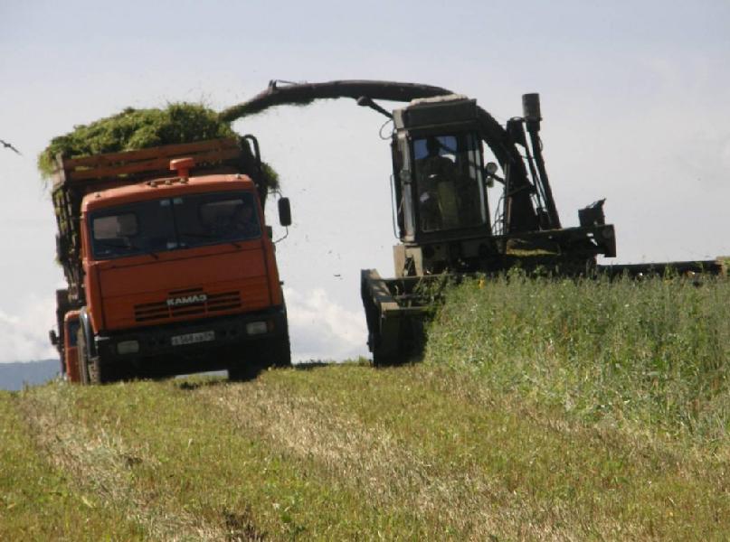 Хозяйства Алтайского края заготовили около 440 тысяч тонн сена и сенажа 