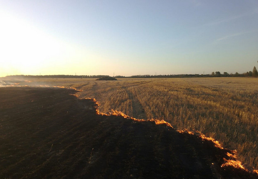 Ряд сельхозпроизводителей Хабарского района не соблюдают Правила пожарной безопасности в лесах