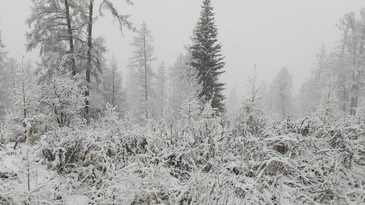 Перевалы в Горном Алтае завалило снегом