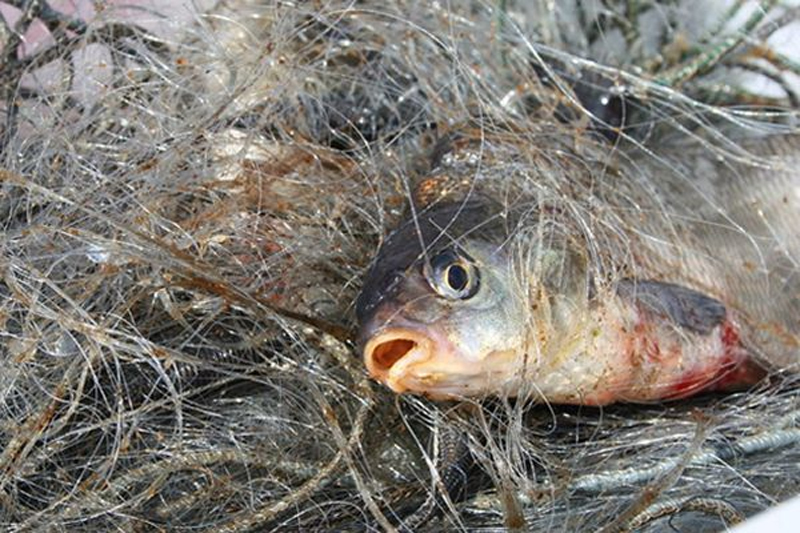Рыбаки Хабарского района незаконно наловили рыбы на 220 тысяч рублей