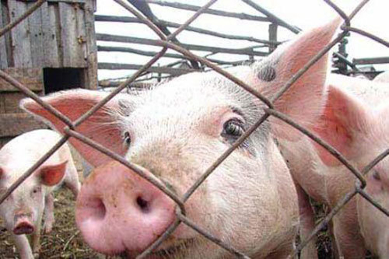 В 2020 году в России была зарегистрирована 271 вспышка африканской чумы свиней