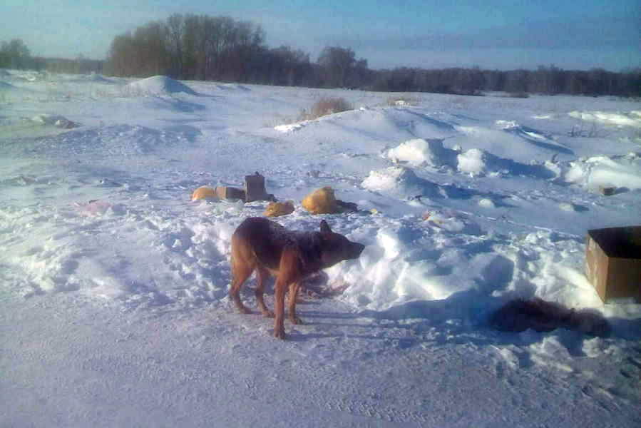 Собака, появившаяся в январе возле хабарской свалки, обрела новых хозяев