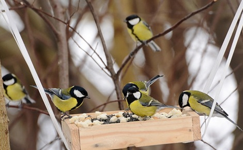 Чем можно подкармливать птиц зимой