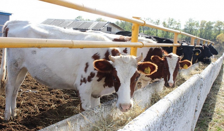 Опасное заболевание крупного рогатого скота диагностировано в Новосибирской области