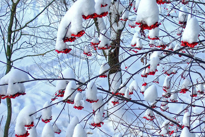 Снег: о погоде 11 января в Алтайском крае