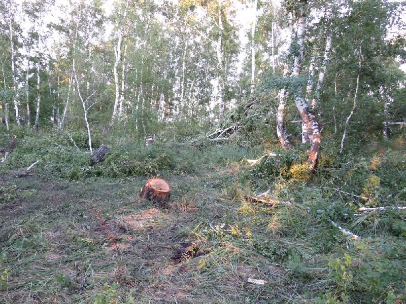 Житель Свердловского уличён в незаконной порубке дров