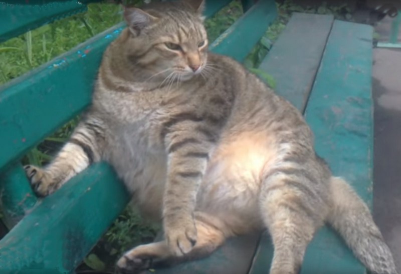 Самого толстого кота Бийска трижды пытались украсть, но не смогли унести