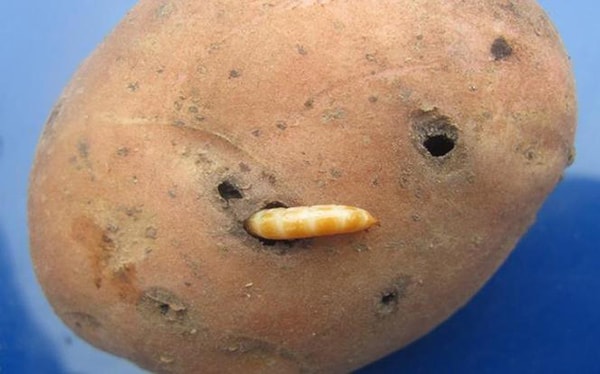 На Хабарский район наложен карантин в связи с выявлением на территории района очагов карантинного заболевания картофеля – золотистой картофельной нематоды