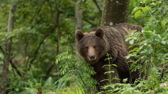 Семья грибников на Алтае чудом спаслась от медведя, наблюдавшего за ними