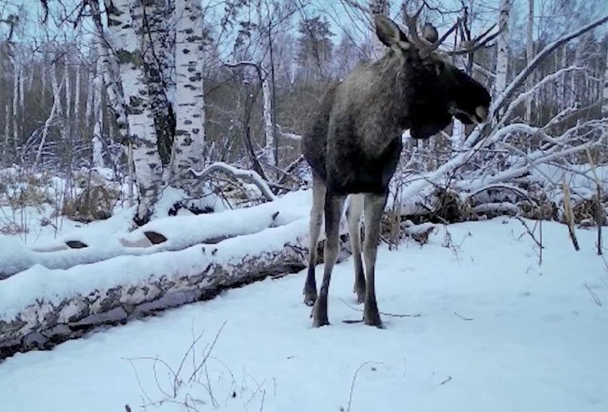Количество лосей уменьшилось в Алтайском заповеднике Количество лосей уменьшилось в Алтайском заповеднике