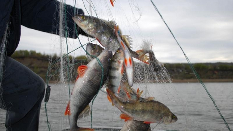 Сотрудники МО МВД России «Хабарский» выявили 5 фактов незаконной ловли рыбы