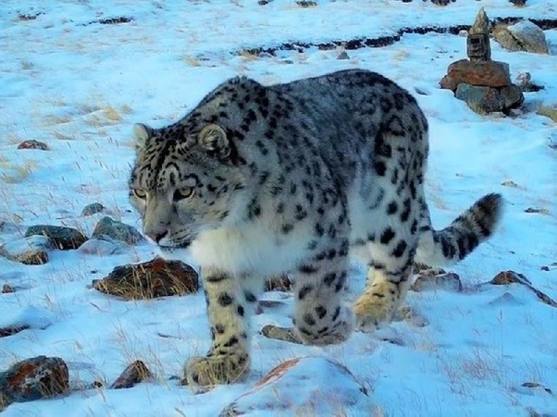 На Алтае зафиксировали рекордную численность снежных барсов