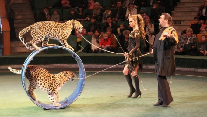 Депутат потребовал убрать зверей из цирков